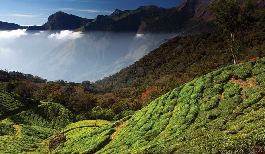 3 Days Munnar Luxury Packages